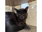 Adopt Casey a Domestic Short Hair