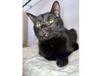 Adopt Ruthie a Domestic Short Hair