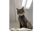 Adopt Smidge a Domestic Short Hair