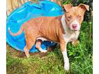 Adopt Angel a Staffordshire Bull Terrier