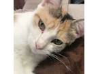 Adopt Saffron a Calico