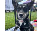 Adopt Mattie a German Shepherd Dog, Australian Kelpie