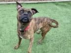 Adopt Martika a Boxer