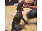 German Shorthaired Pointer Puppy for sale in Titusville, PA, USA