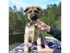 German Shepherd Dog Puppy for sale in Piedmont, MO, USA