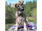 German Shepherd Dog Puppy for sale in Piedmont, MO, USA