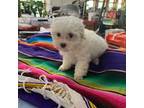 Maltese Puppy for sale in Fort Worth, TX, USA