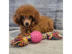 Poodle (Toy) Puppy for sale in Leavenworth, KS, USA