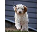 Aussiedoodle Puppy for sale in Colorado Springs, CO, USA