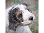 Aussiedoodle Puppy for sale in Colorado Springs, CO, USA