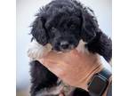 Aussiedoodle Puppy for sale in Colorado Springs, CO, USA