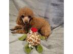 Poodle (Toy) Puppy for sale in Leavenworth, KS, USA