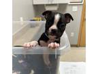 Boston Terrier Puppy for sale in Galion, OH, USA