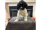 Newfoundland Puppy for sale in Mountain City, TN, USA