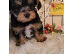 Schnauzer (Miniature) Puppy for sale in Republic, MO, USA