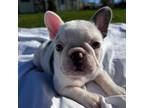 French Bulldog Puppy for sale in Jewett City, CT, USA