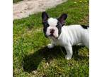 French Bulldog Puppy for sale in Jewett City, CT, USA