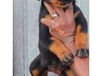 Rottweiler Puppy for sale in Waco, TX, USA