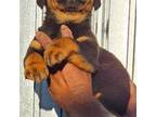 Rottweiler Puppy for sale in Waco, TX, USA