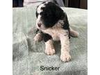 Portuguese Water Dog Puppy for sale in North Platte, NE, USA