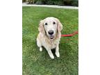 Adopt Marleigh a Tan/Yellow/Fawn Golden Retriever / Mixed dog in Torrance