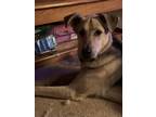 Adopt Caper a Black - with Tan, Yellow or Fawn German Shepherd Dog / Mixed dog