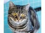 Adopt Peter Pan - KBC a Gray, Blue or Silver Tabby Domestic Shorthair / Mixed