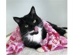 Adopt Tommy a Black & White or Tuxedo Domestic Shorthair / Mixed (short coat)