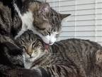 Adopt Spooky and Sam * Sponcerd Adoption Fee!* a Domestic Shorthair / Mixed
