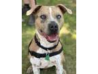 Adopt Chance SCAS a Brown/Chocolate - with White American Pit Bull Terrier /