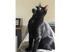 Adopt Sunny KITTEN a All Black Domestic Shorthair / Mixed cat in Rockaway