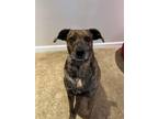 Adopt Pollyanna a Mountain Cur / Mixed dog in Lebanon, CT (38395433)