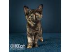 Adopt Sky a Tortoiseshell Domestic Shorthair / Mixed (short coat) cat in