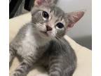 Adopt Runticus - center foster a Gray or Blue (Mostly) Domestic Shorthair /
