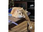 Adopt Tiger a Orange or Red Domestic Shorthair / Mixed (short coat) cat in
