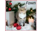 Adopt Fawn, Willow Grove, PA FCID# 05/31/2023-16 a Gray, Blue or Silver Tabby
