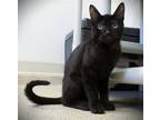 Adopt Kitten Tia a All Black Domestic Shorthair / Mixed (short coat) cat in Seal