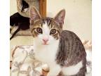 Adopt Kitten Limmy a Brown Tabby Domestic Shorthair / Mixed (short coat) cat in