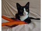 Adopt Wednesday a Black & White or Tuxedo Domestic Shorthair / Mixed (short