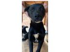 Adopt Ocean a Black - with White Vizsla / Labrador Retriever / Mixed dog in