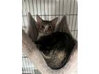 Adopt Athens a Brown Tabby Domestic Shorthair / Mixed cat in Phillipsburg