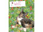 Adopt Well (with Spicy) a Tortoiseshell Domestic Shorthair / Mixed cat in