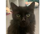 Adopt Screech a Domestic Longhair / Mixed (long coat) cat in South Bend