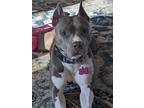 Adopt Tonks a American Pit Bull Terrier / Mixed dog in Germantown, OH (38531808)