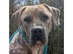 Adopt Bronson a Tan/Yellow/Fawn Mastiff / Boxer / Mixed dog in McCormick