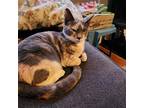 Adopt Willa (bonded with Grace) a Calico or Dilute Calico Domestic Shorthair /
