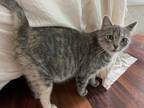 Adopt Isabella a Tortoiseshell Domestic Shorthair / Mixed cat in Harrisburg