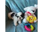 Shih Tzu Puppy for sale in Pikeville, NC, USA