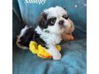 Shih Tzu Puppy for sale in Pikeville, NC, USA