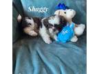 Shih Tzu Puppy for sale in Pikeville, NC, USA